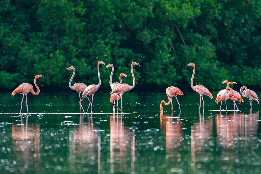 Trinidad, Caroni Swamp. American flamingos feeding.