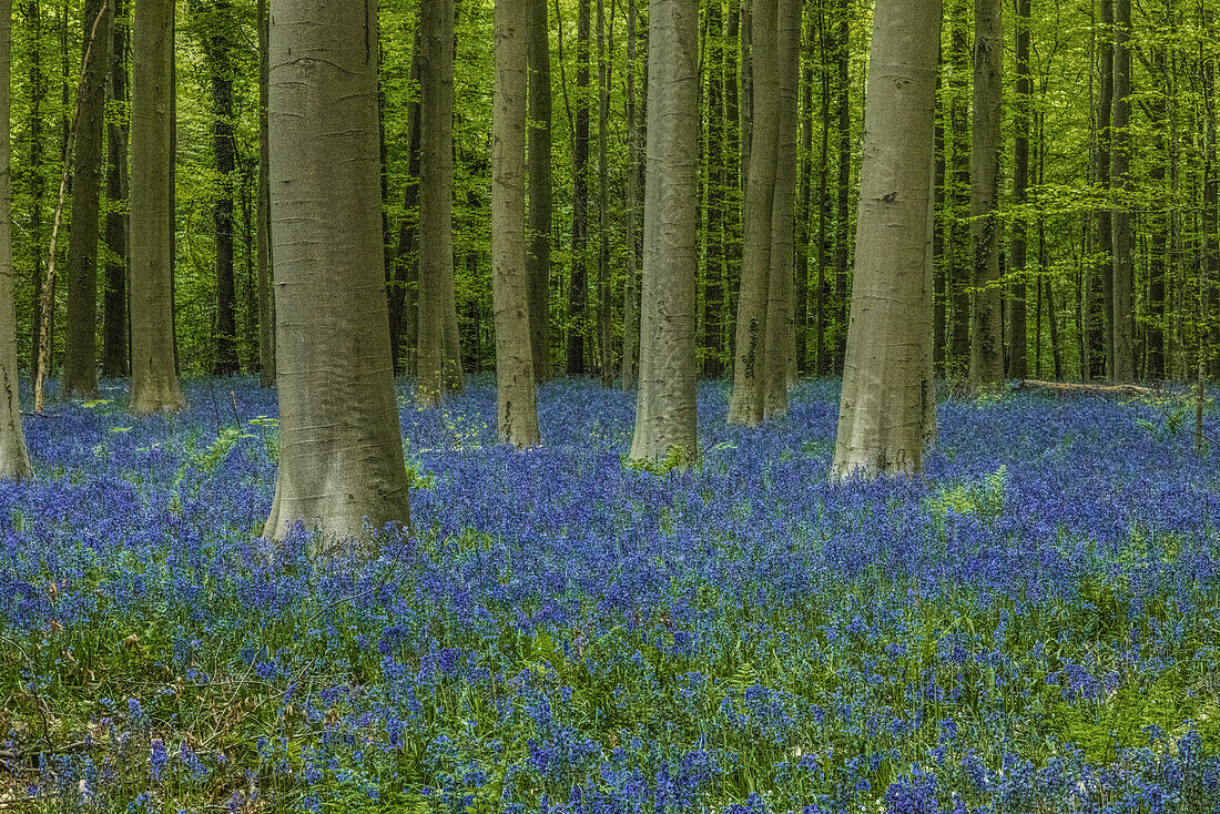 Belgien, Brüssel. Hallerbos National Forest mit Frühlingsblumen.