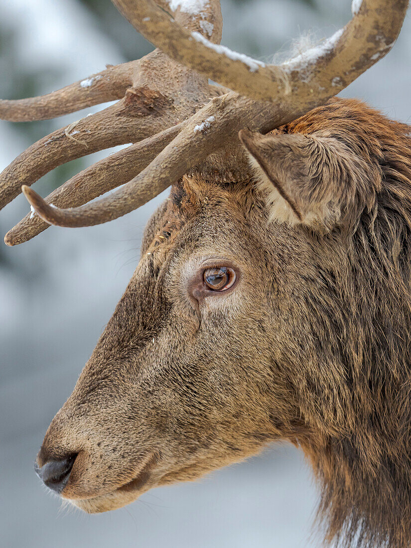 Männlicher Hirsch, Rothirsch im Schnee, Alpenwildpark Obermaiselstein. Europa, Deutschland, Bayern