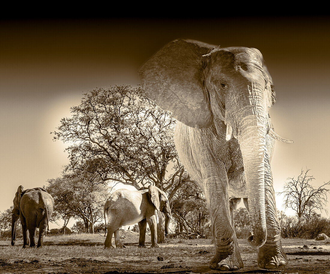 Herd of elephants at watering hole enjoying the plentiful water as drink and showers. Camelthorn Lodge. Hwange National Park. Zimbabwe.