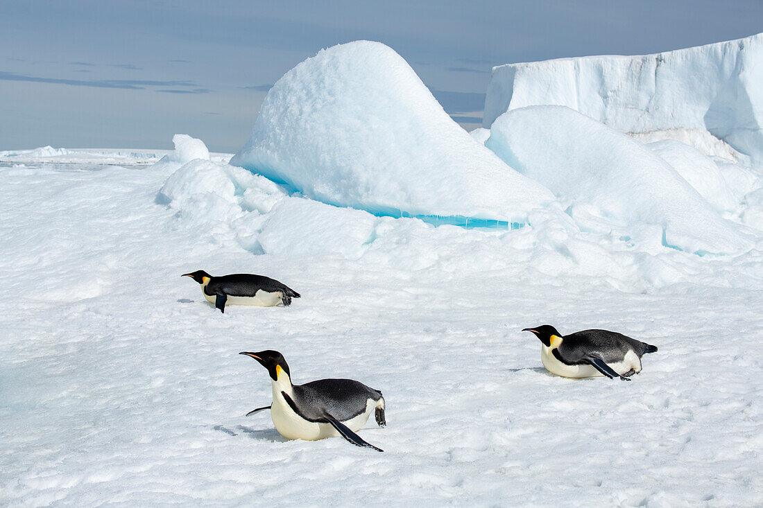 Antarktis, Weddell-Meer, Snow Hill. Kaiserpinguine beim Schlittenfahren.