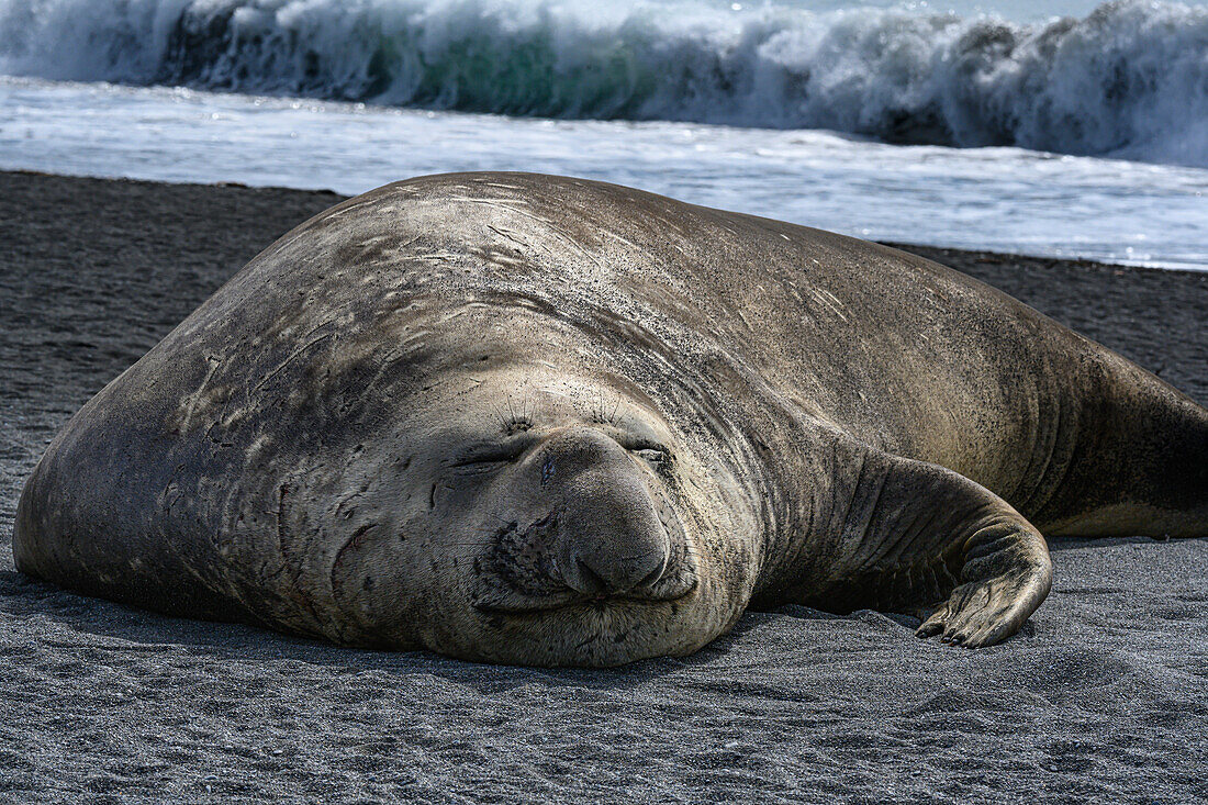 South Georgia Island. Male Elephant Seal on the beach at Right Whale Bay.