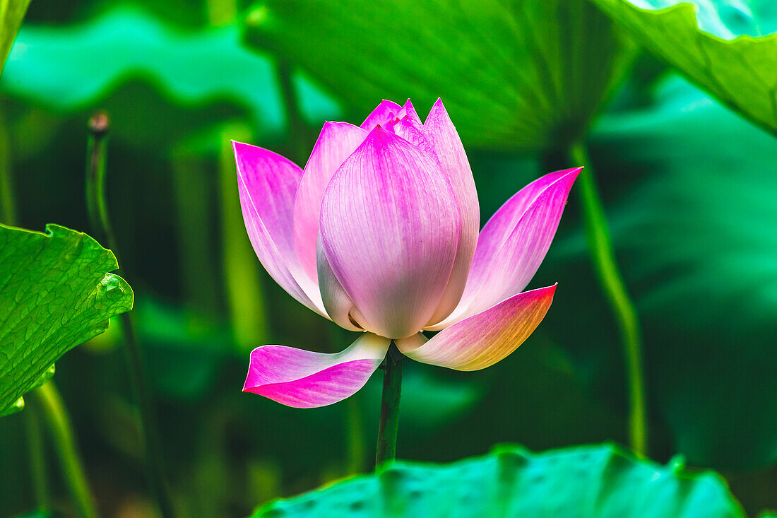 Blühender rosa Lotos, Sonnentempel, Peking, China.