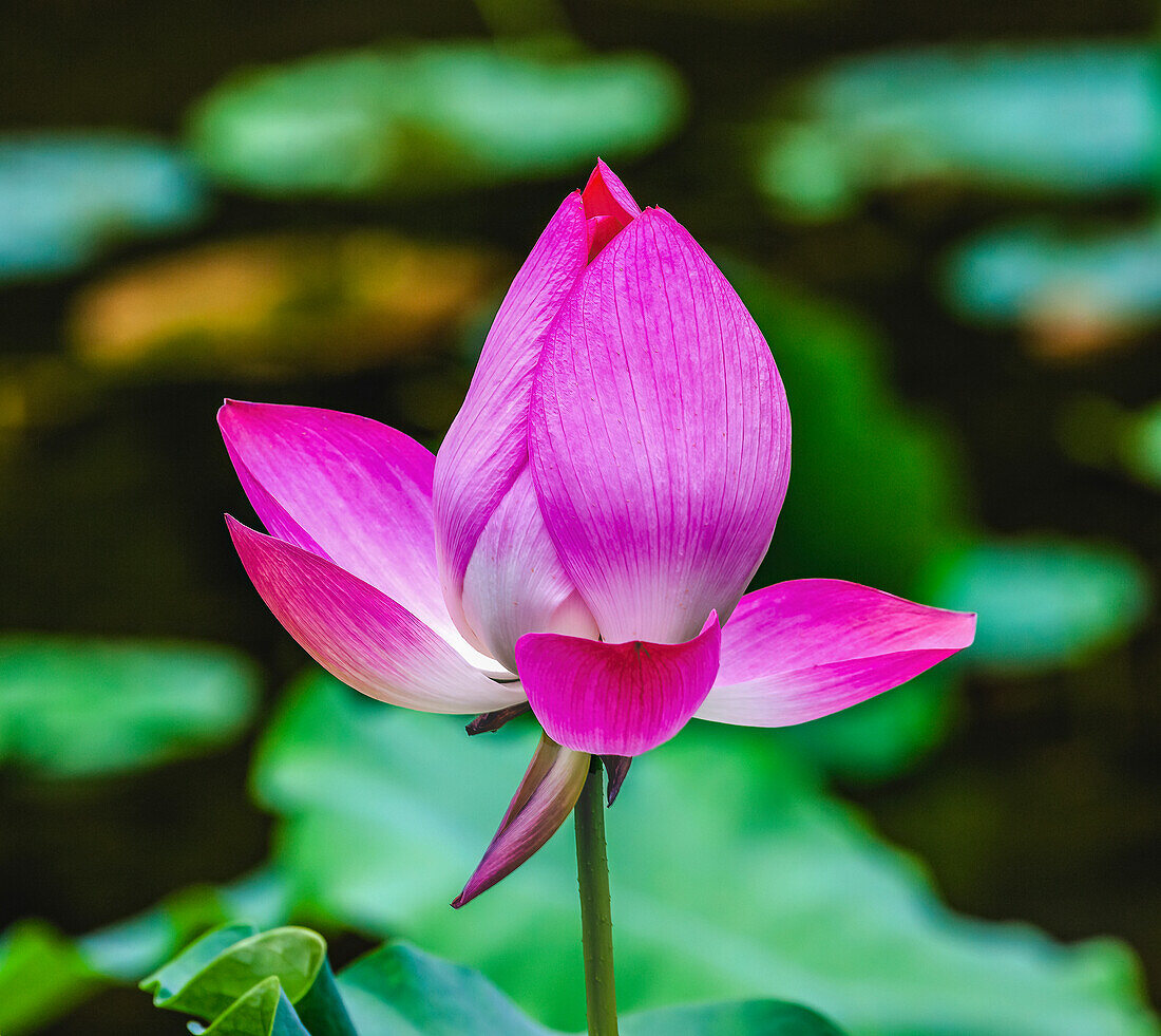 Blühender rosa Lotos, Sonnentempel, Peking, China.