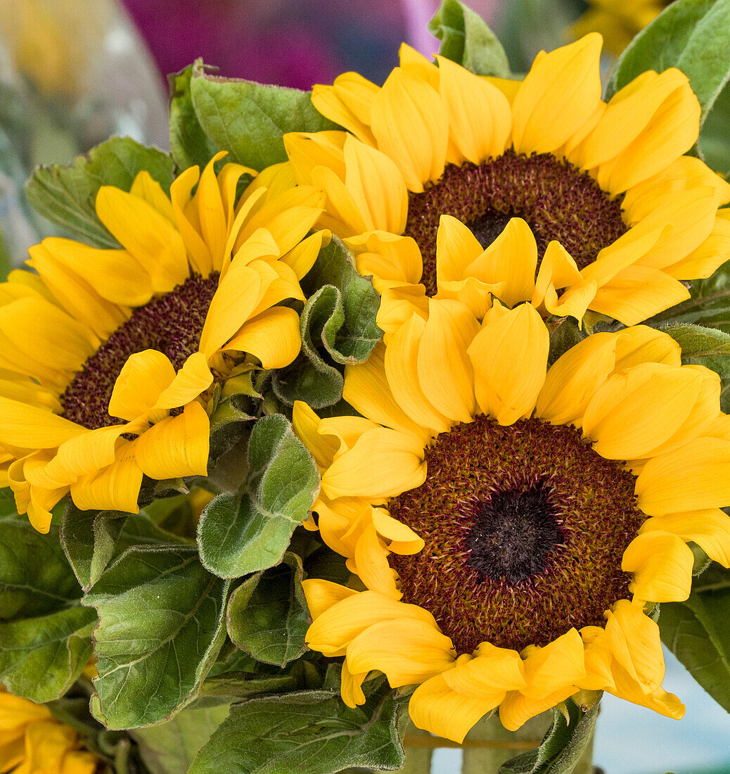 China, Hong Kong. Sunflowers at a flower market.