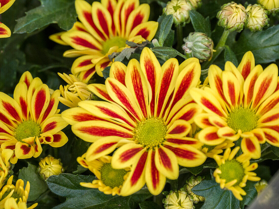 China, Hong Kong. Flower market.