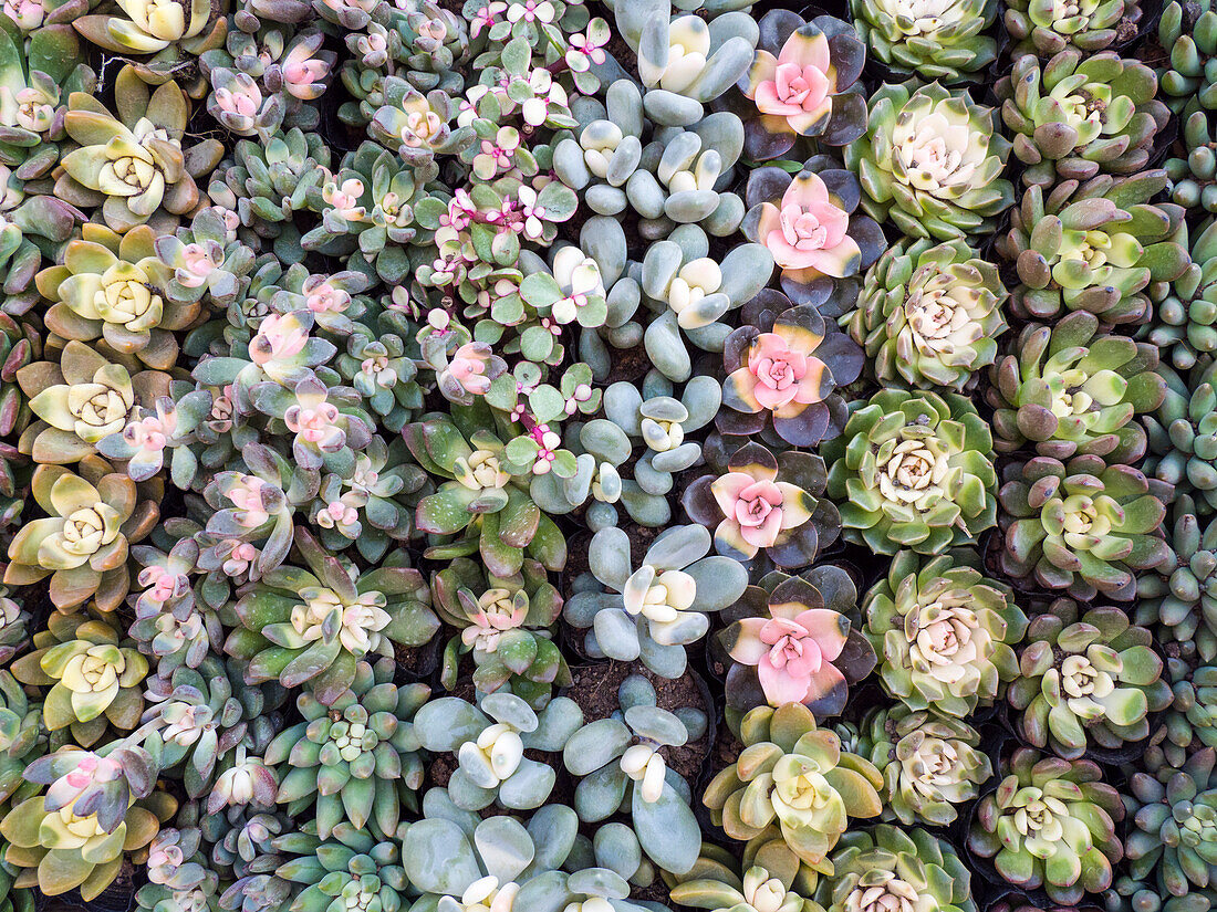 China, Hongkong. Verschiedene Sedum-Arten werden auf einem Blumenmarkt ausgestellt.