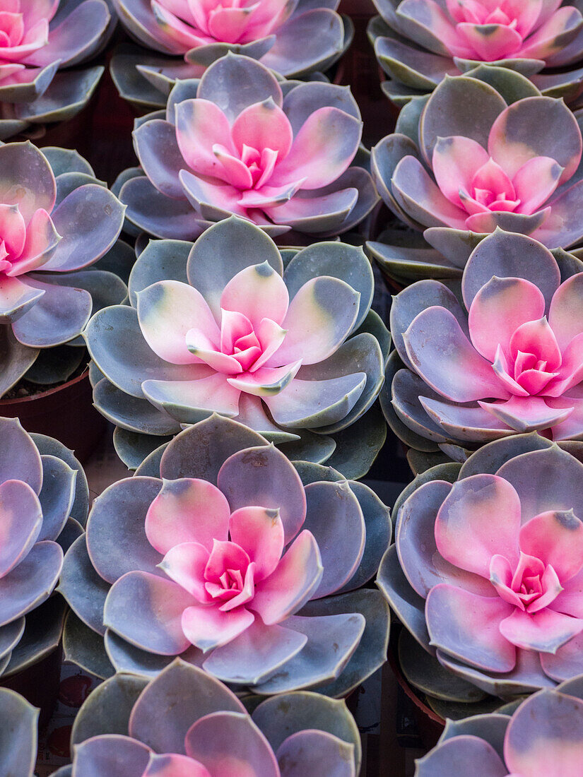 China, Hongkong. Verschiedene Sedum-Arten auf einem Blumenmarkt.