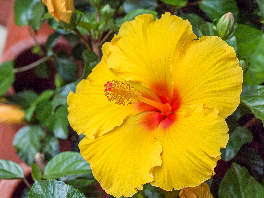 China, Hong Kong. Closeup of a yellow hibiscus at a flower market.