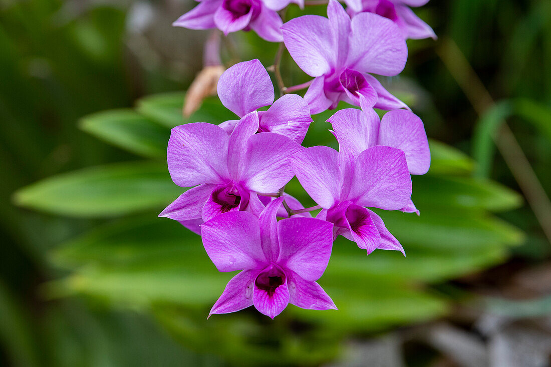 Indonesien, Bali. Detail einer Orchidee.