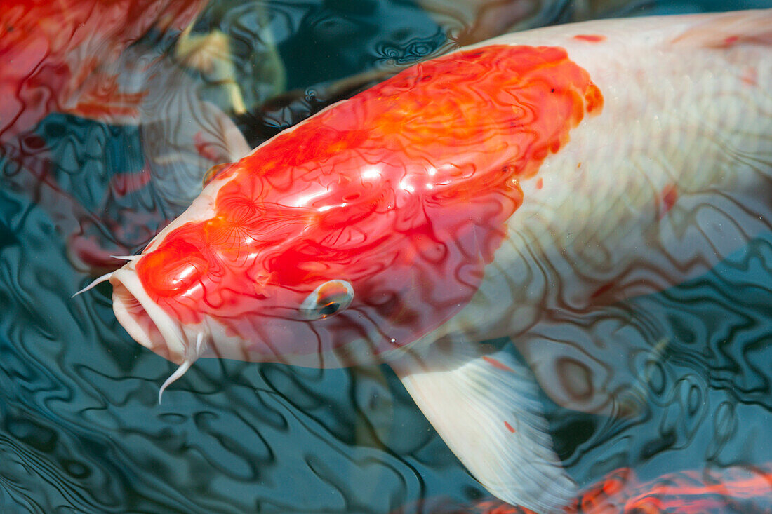 Malaysia, Malakka (Melaka). Nahaufnahme eines Koi-Fisches.