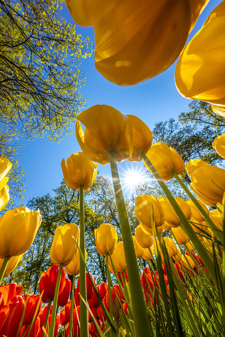 Niederlande, Lisse. Tulpen in den Keukenhof-Gärten.