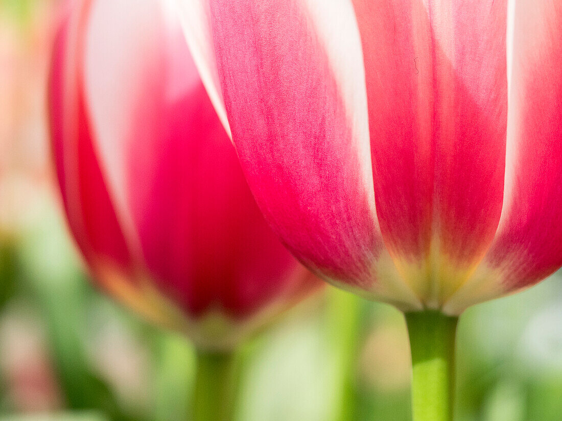 Niederlande, Lisse. Nahaufnahme einer rosa und weißen Tulpenblüte.