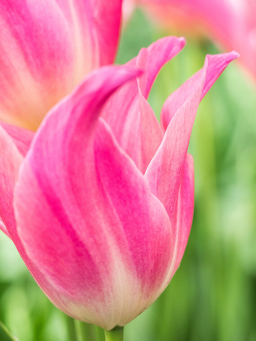 Niederlande, Lisse. Nahaufnahme einer rosa Tulpenblüte.