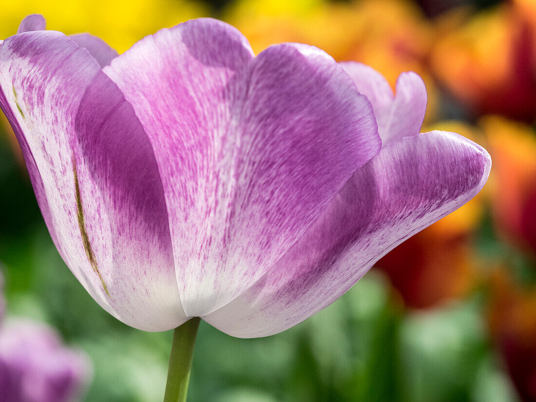 Netherlands, Lisse. Closeup of purple tulip flower.