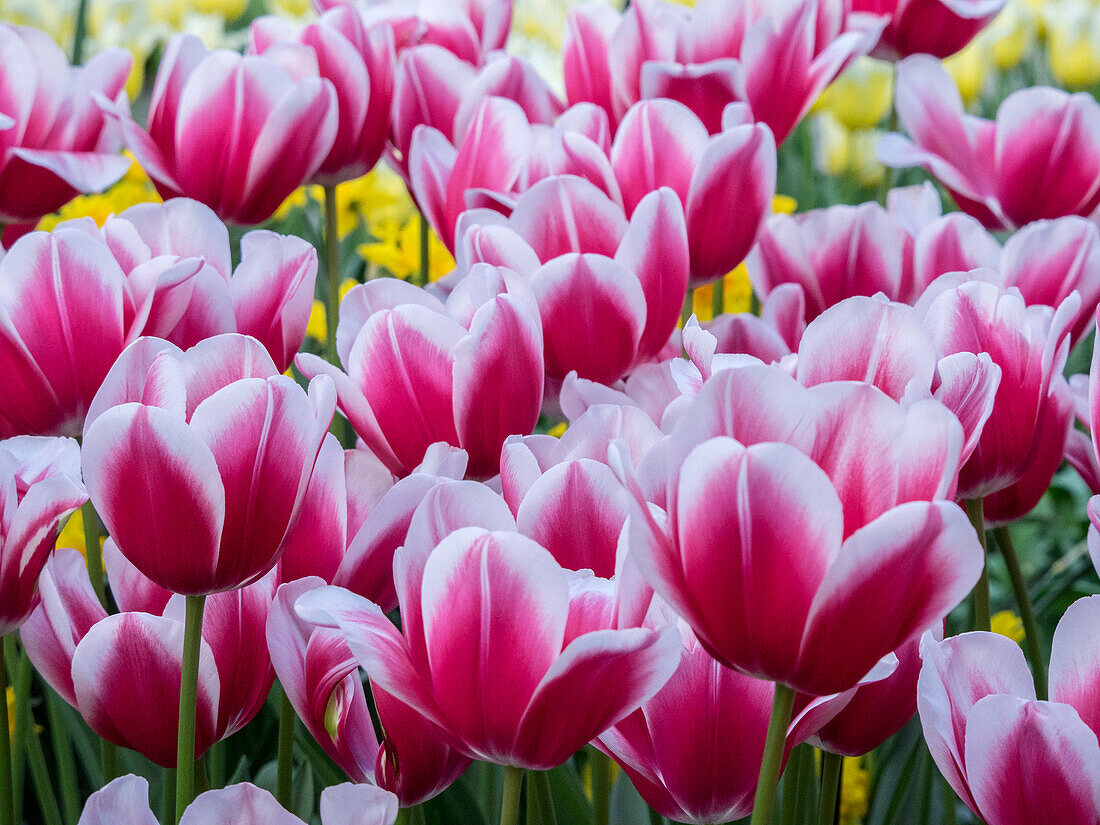 Niederlande, Lisse. Nahaufnahme einer Gruppe von rosa und weißen Tulpen.