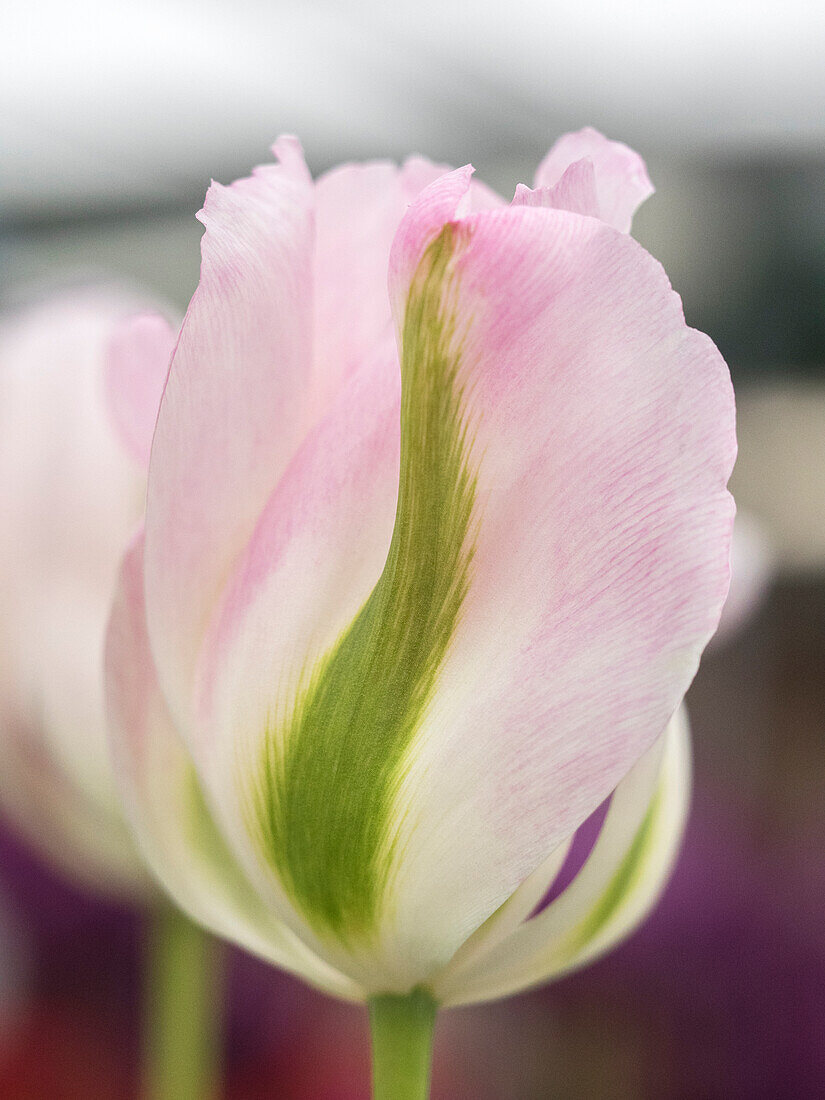 Niederlande, Lisse. Nahaufnahme einer zartrosa Tulpe mit grünen Streifen.