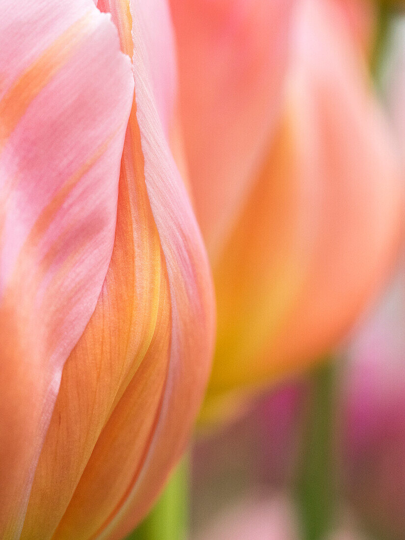 Netherlands, Lisse. Closeup of orange tulips.