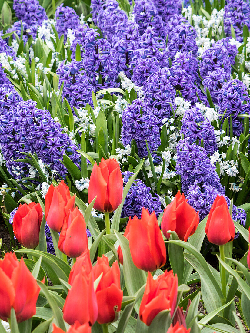 Netherlands, Lisse. Purple hyacinths and red tulips in a garden.