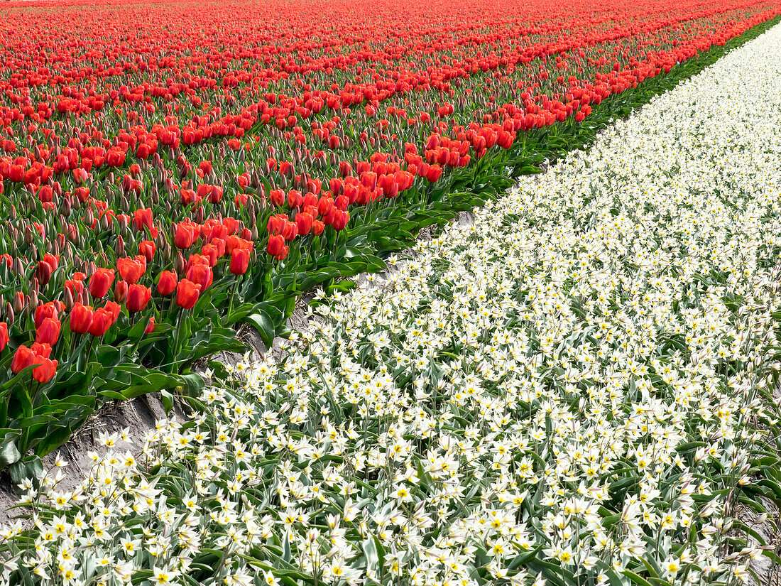 Netherlands, Lisse. Agricultural field of tulips and daffodils.