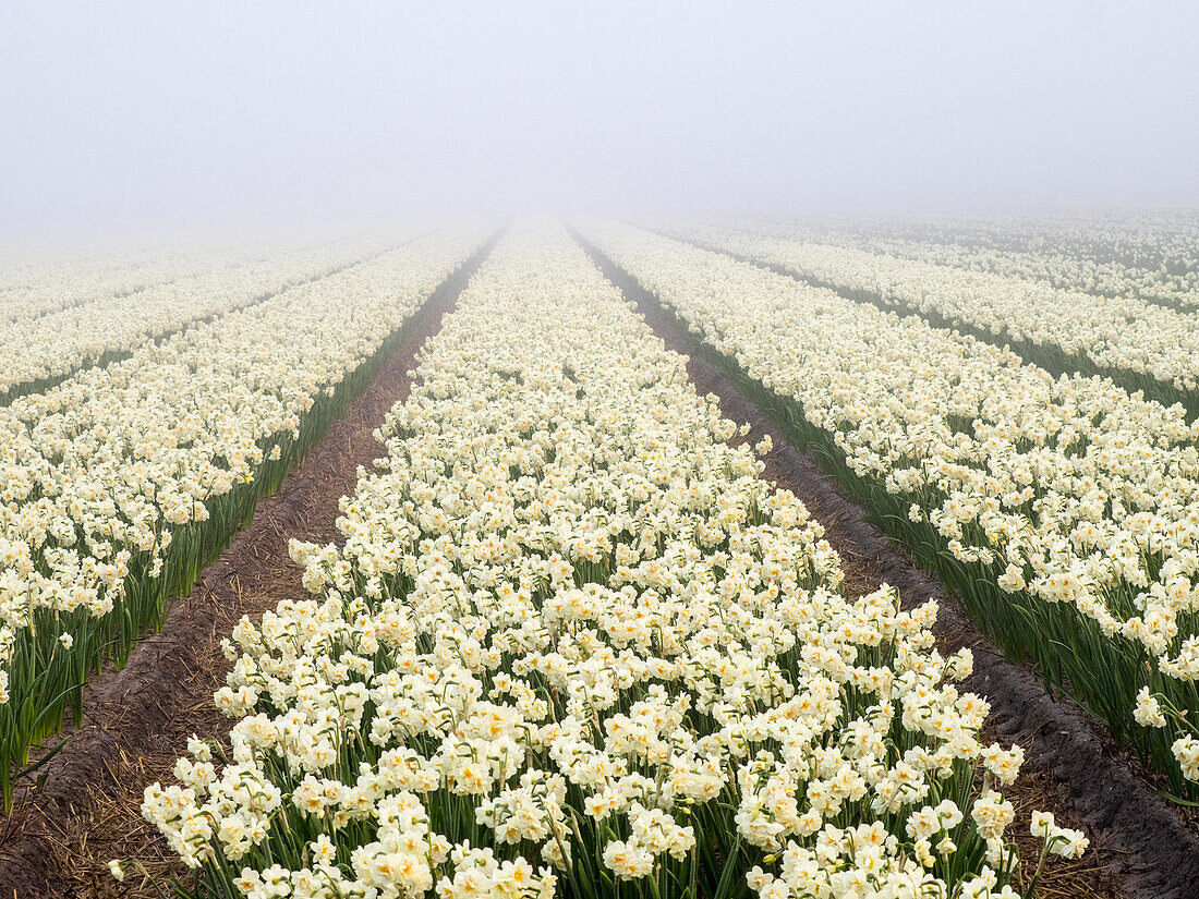 Netherlands, Lisse. Agricultural field of daffodils on a foggy morning.