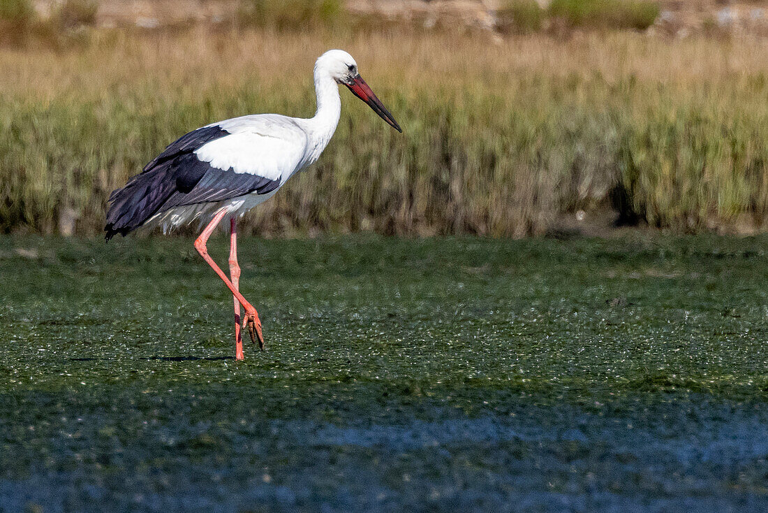 White stork in Faro, Portugal