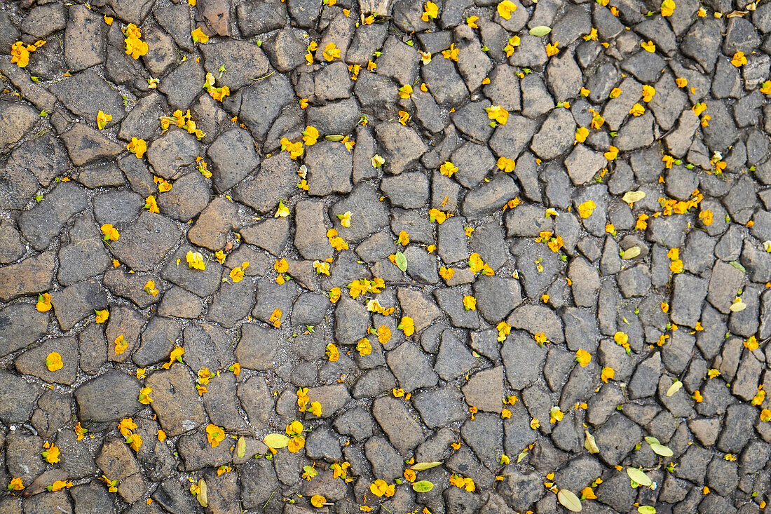 Lissabon, Portugal. Gelbe Blütenblätter auf dem Boden.