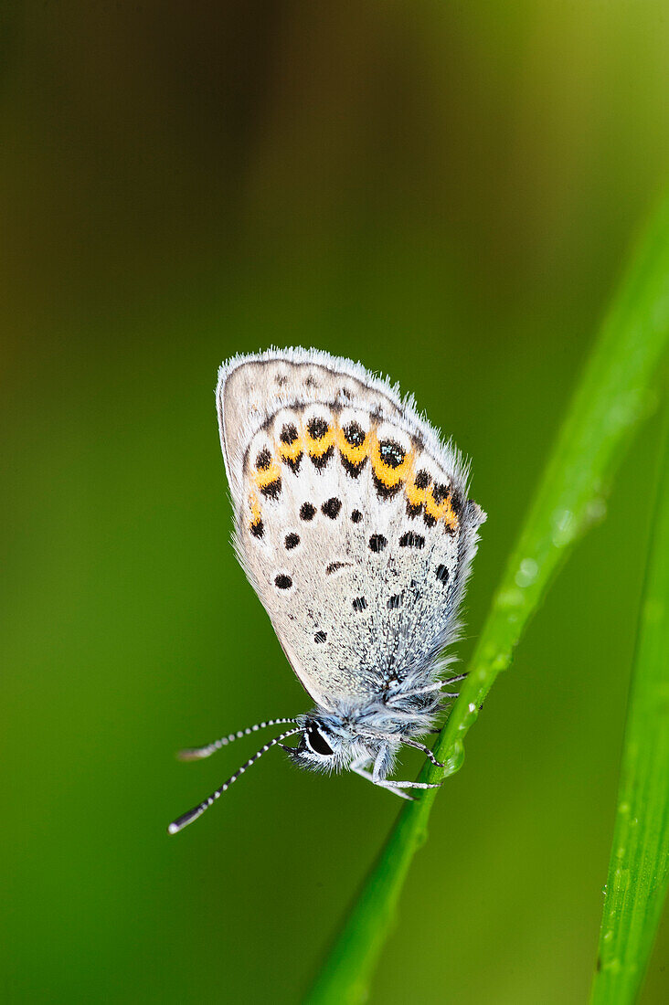 Schweden, Norrbotten, Abisko, Torne See. Nordischer Bläulingsfalter (Plebejus ida).