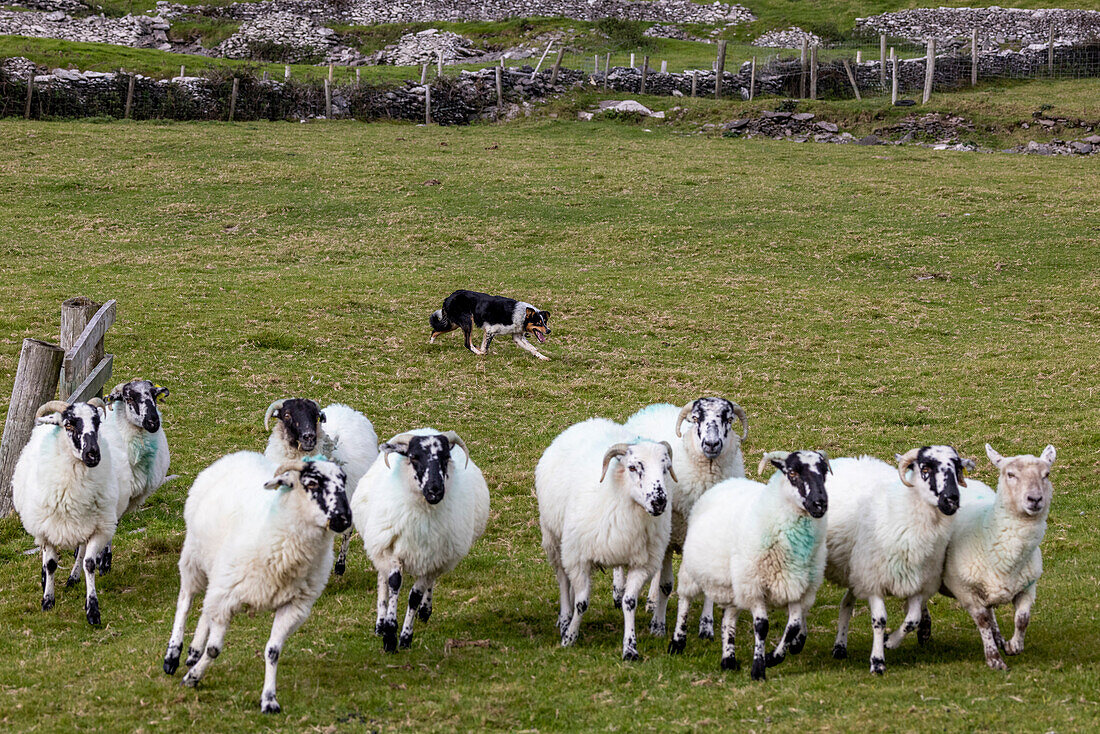 Border collie named Captain herding sheep at Famine Cottages near Dingle, Ireland