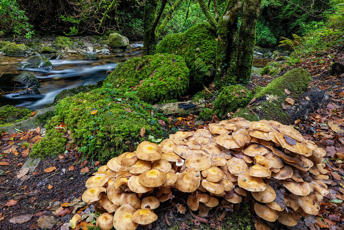 Pilze am Torq Creek im Killarney National Park