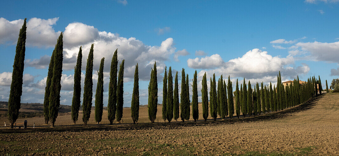 Cyprus trees, Italy