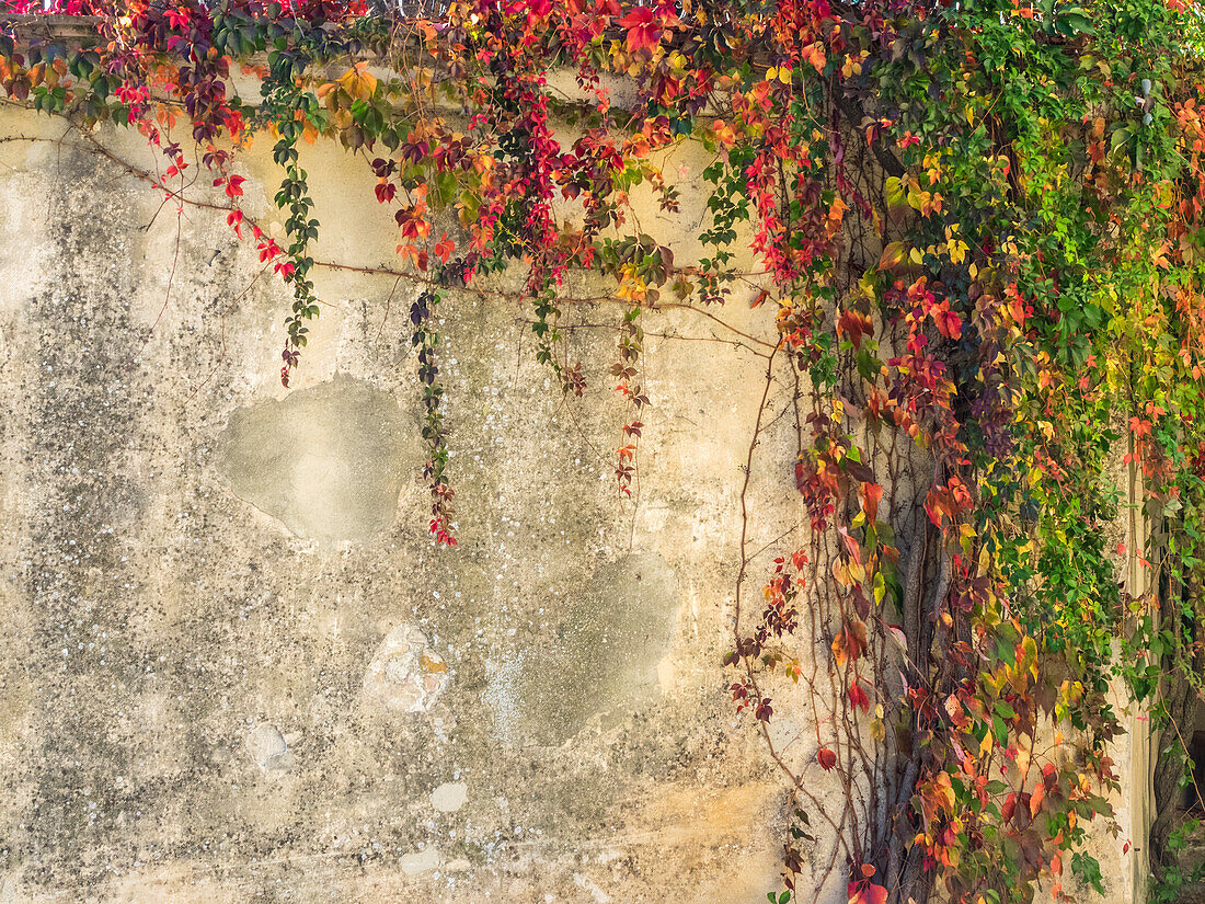 Italy, Tuscany, Monticchiello. Red ivy covering the walls of the buildings.