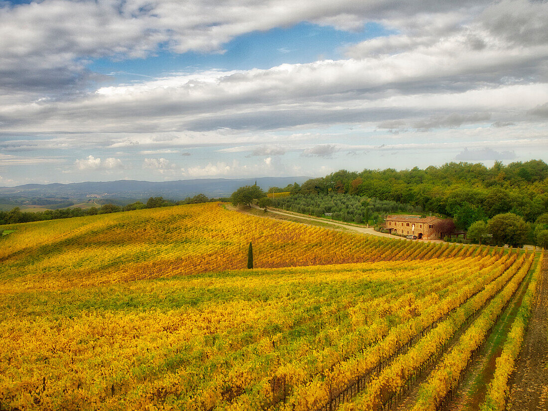 Italy, Tuscany. Colorful vineyard in autumn.
