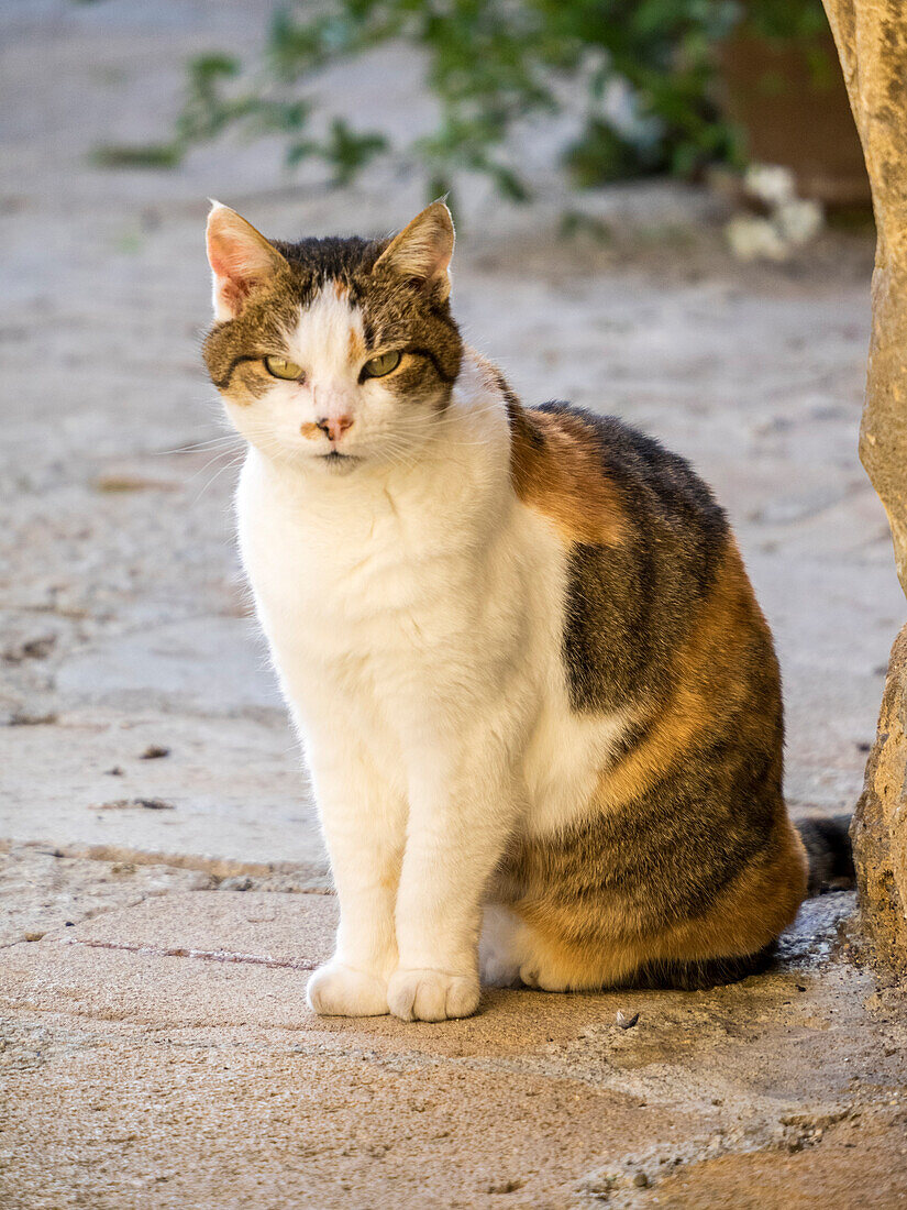 Italy, Tuscany, Monticchiello. Tabby cat.