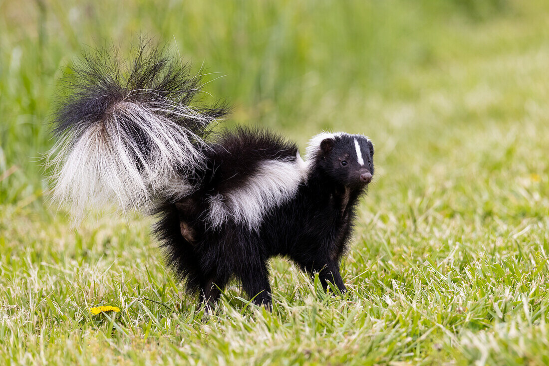 Striped skunk digging for food