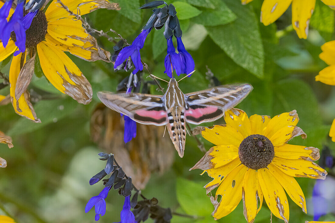 White-lined Sphinx on salvia