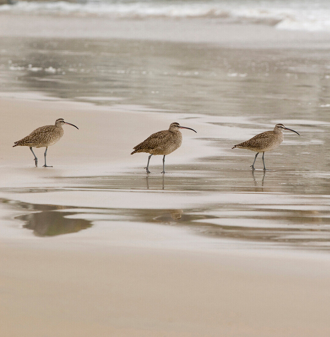 USA, Kalifornien, Pismo Beach. Regenbrachvögel ziehen bei Ebbe im Morgennebel umher.