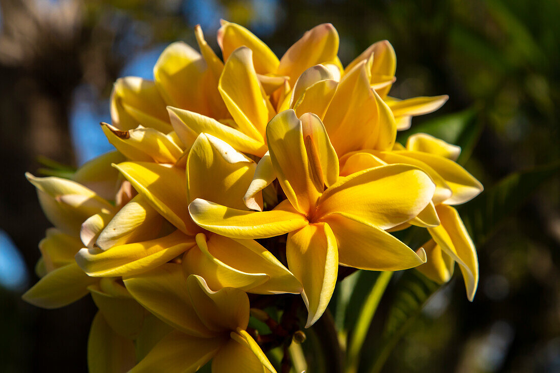 French Polynesia, Taha'a. Close-up of yellow plumeria blossoms.