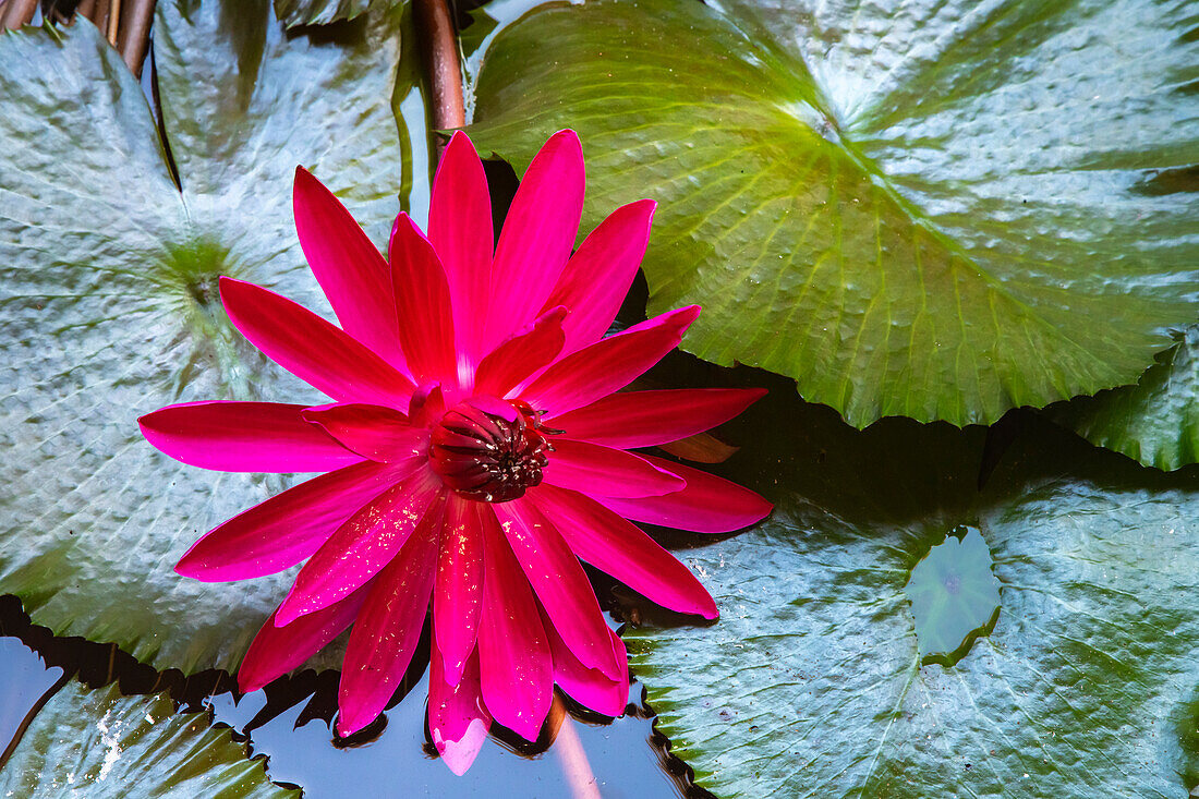 French Polynesia, Moorea. Lotus blossom and pads close-up.