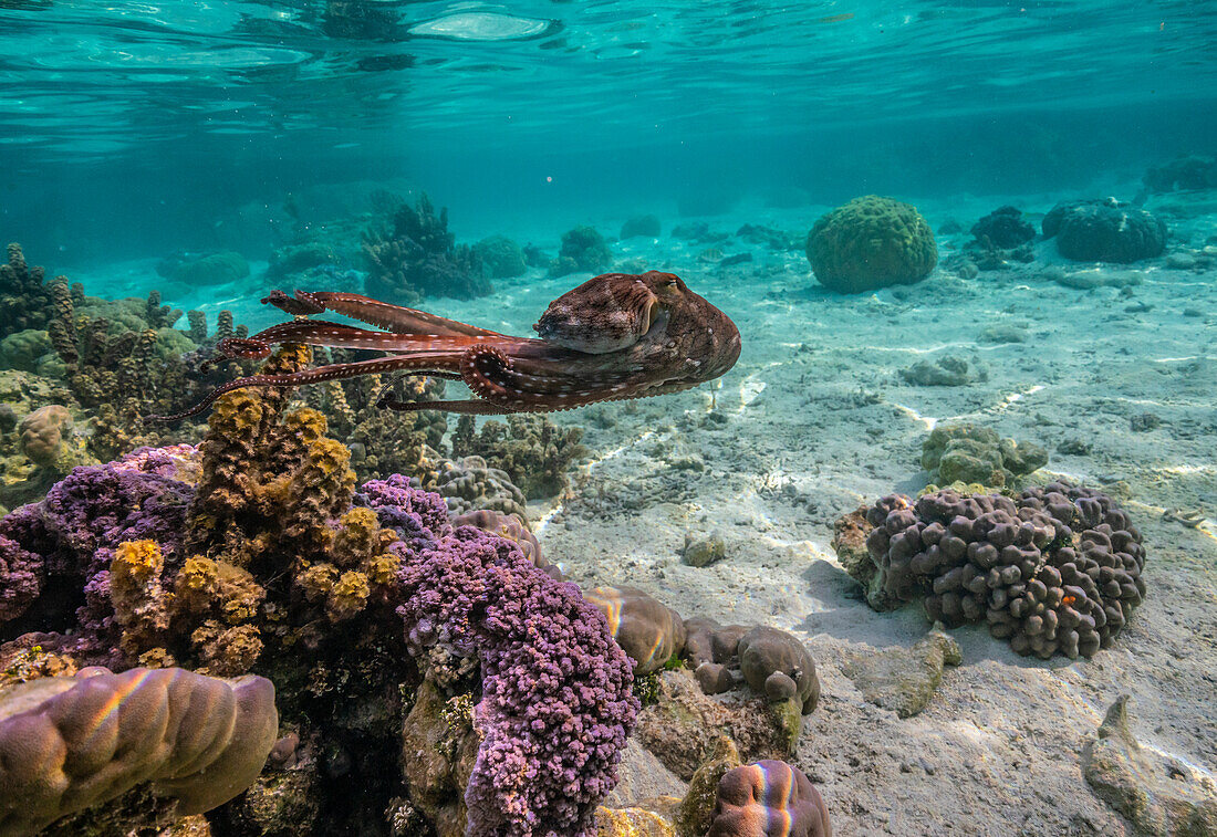 French Polynesia, Taha'a. Close-up of octopus moving.