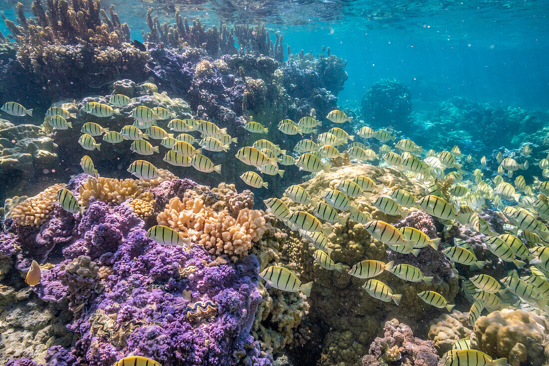 French Polynesia, Bora Bora. School of convict surgeonfish and coral.