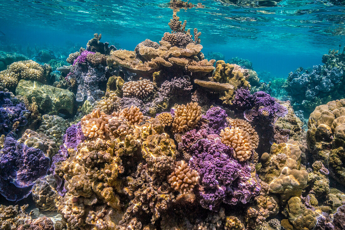 Französisch-Polynesien, Bora Bora. Nahaufnahme eines Korallengartens.