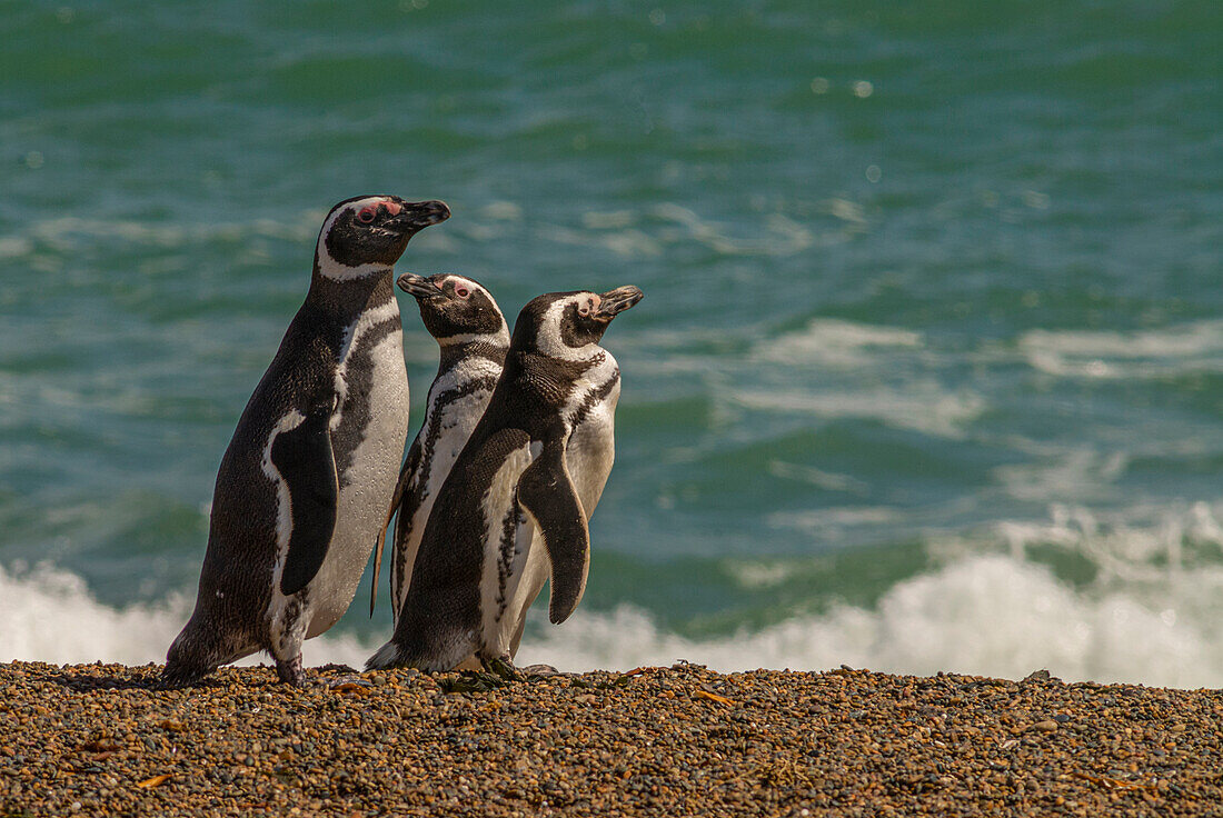 Argentina, Patagonia. Magellanic penguins walk the beach at Peninsula Valdez.