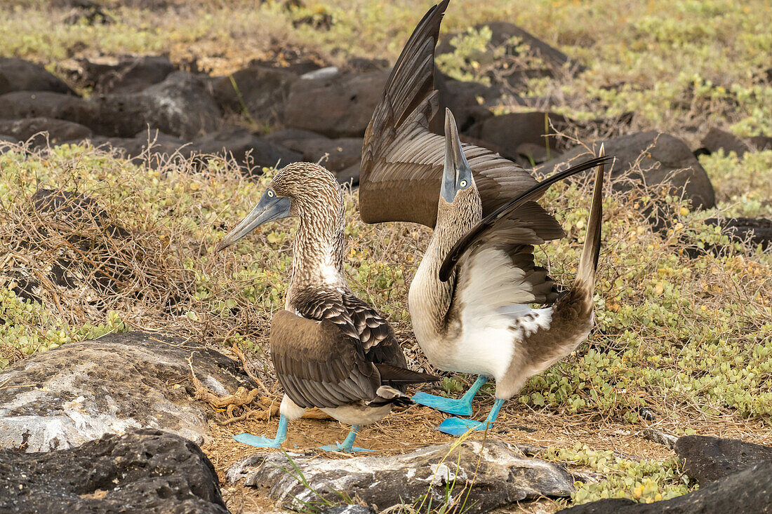 Ecuador, Galapagos National Park, Isla Lobos. Blue-footed booby pair courtship.