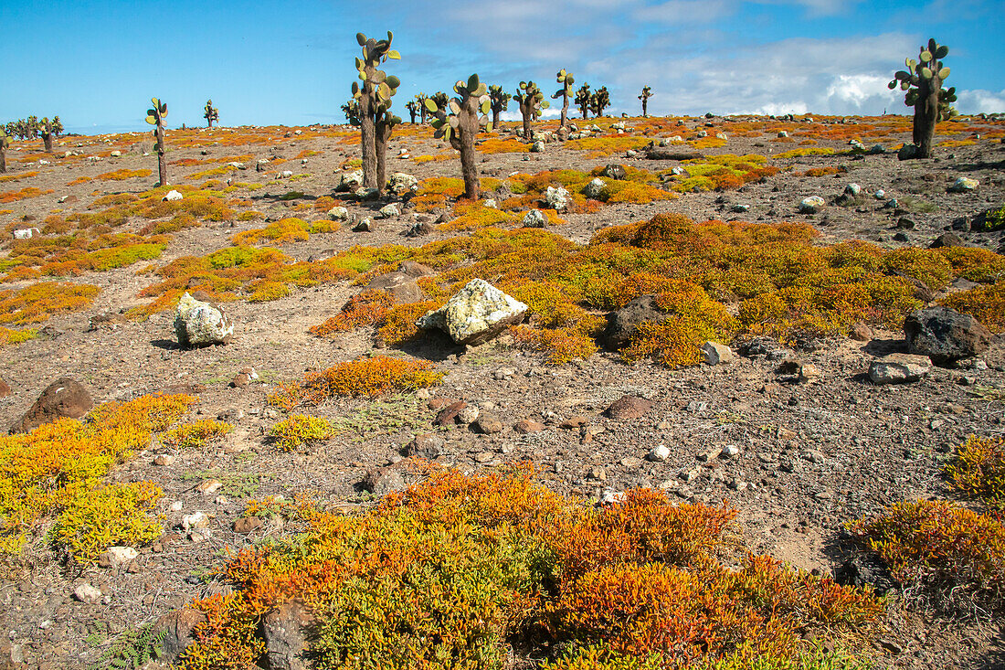 Ecuador, Galapagos National Park, South Plaza Insel. Landschaft mit Kakteen und Portulakpflanzen.