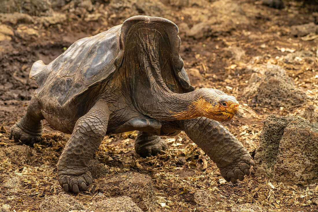 Ecuador, Galapagos National Park, Santa Cruz Island. Giant tortoise walking at Charles Darwin Research Station.