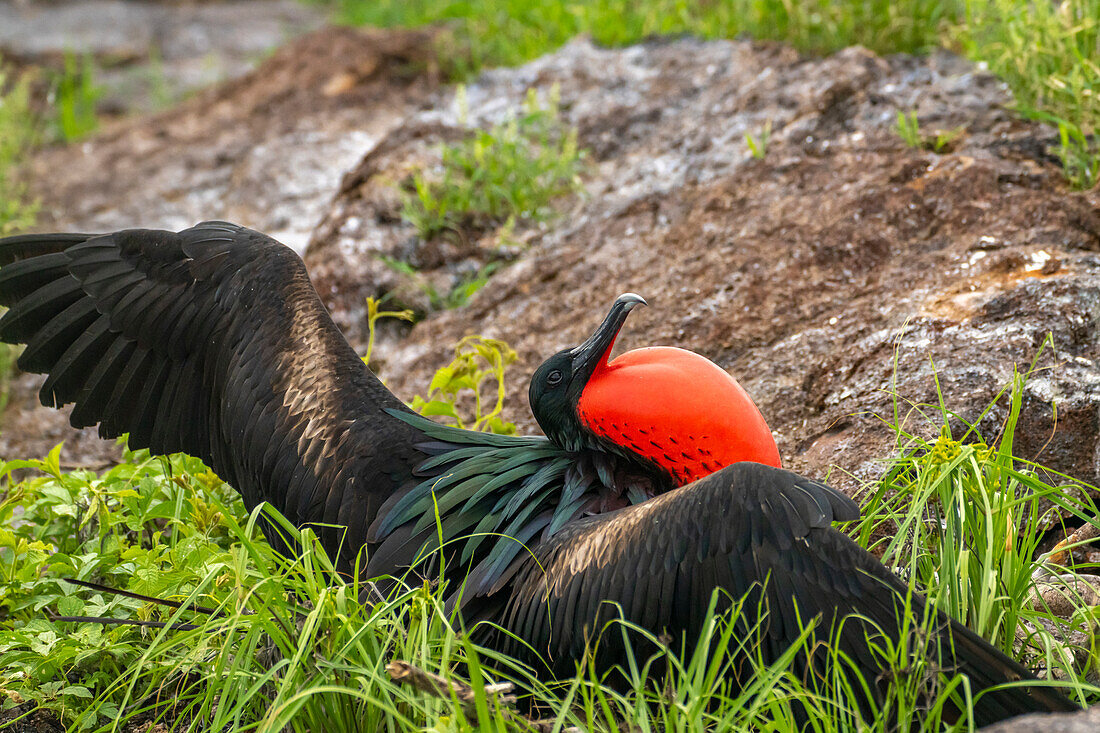 Ecuador, Galapagos National Park, Genovesa Island. Frigatebird male displaying.