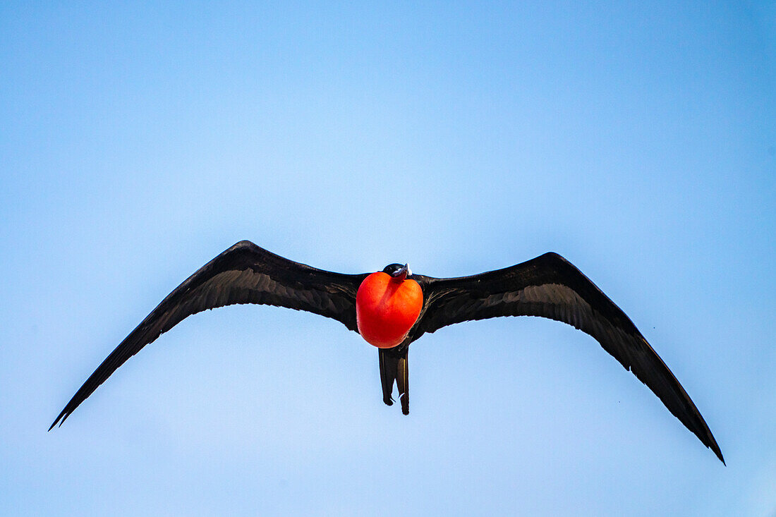 Ecuador, Galapagos National Park, Genovesa Island. Frigatebird male displaying in flight.