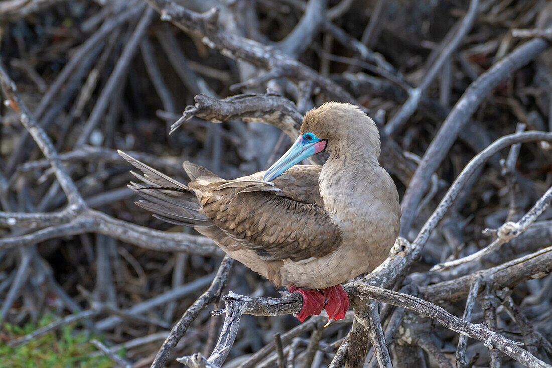 Ecuador, Galapagos National Park, Genovesa Island. Red-footed booby in tree.