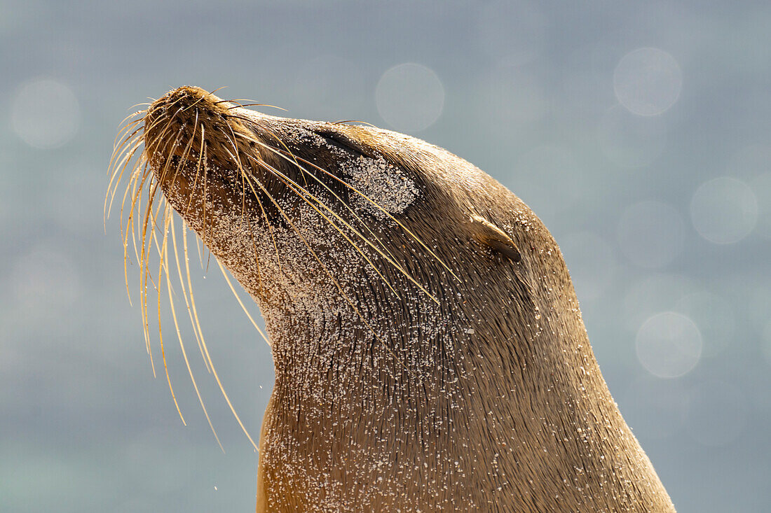 Ecuador, Galapagos National Park, Mosquera Island. Sea lion head close-up.